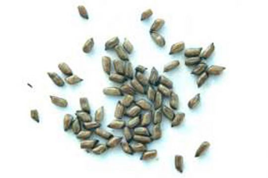 : Cassia Seed P.E